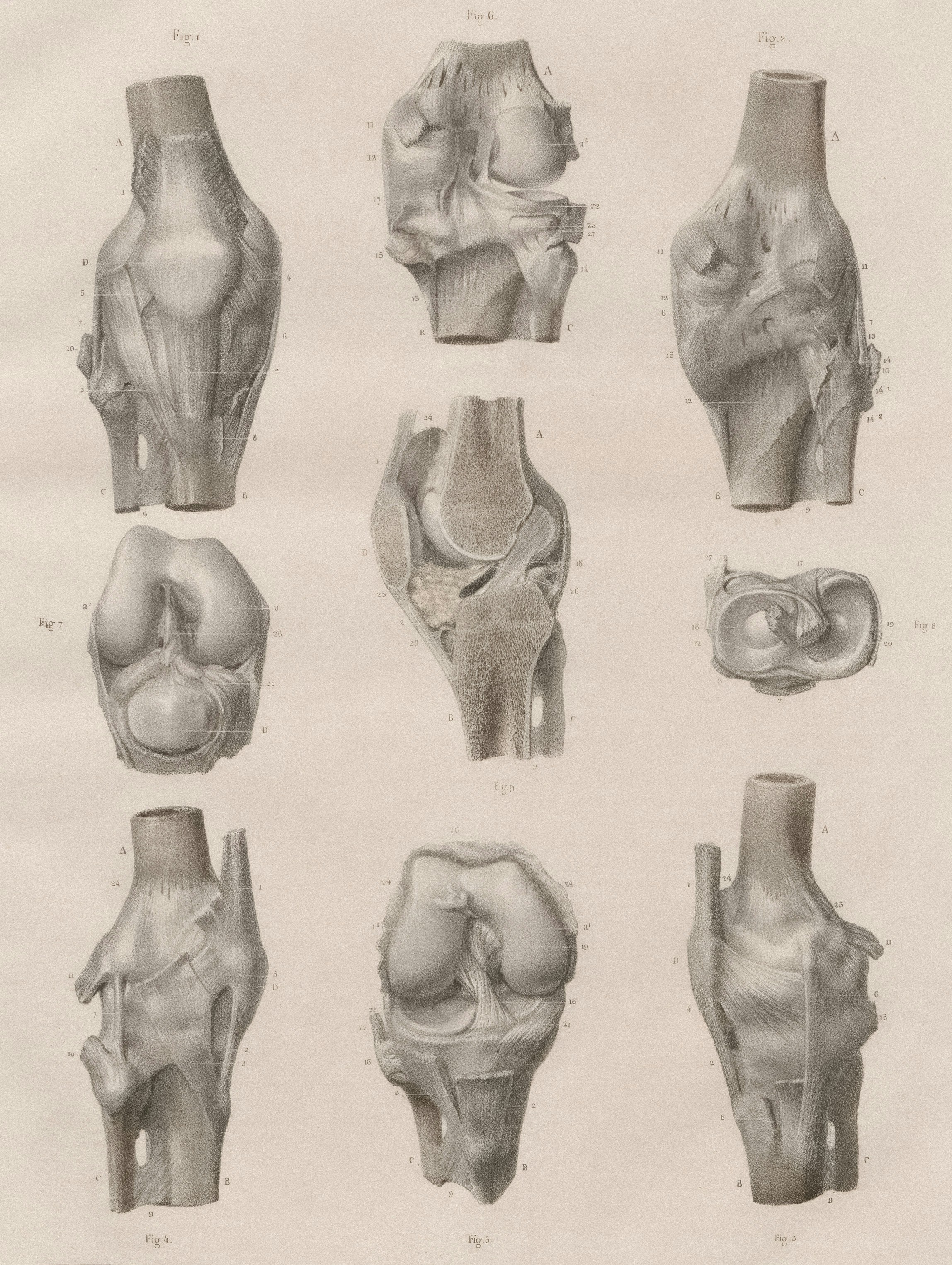 Anatomie des Kniegelenkes