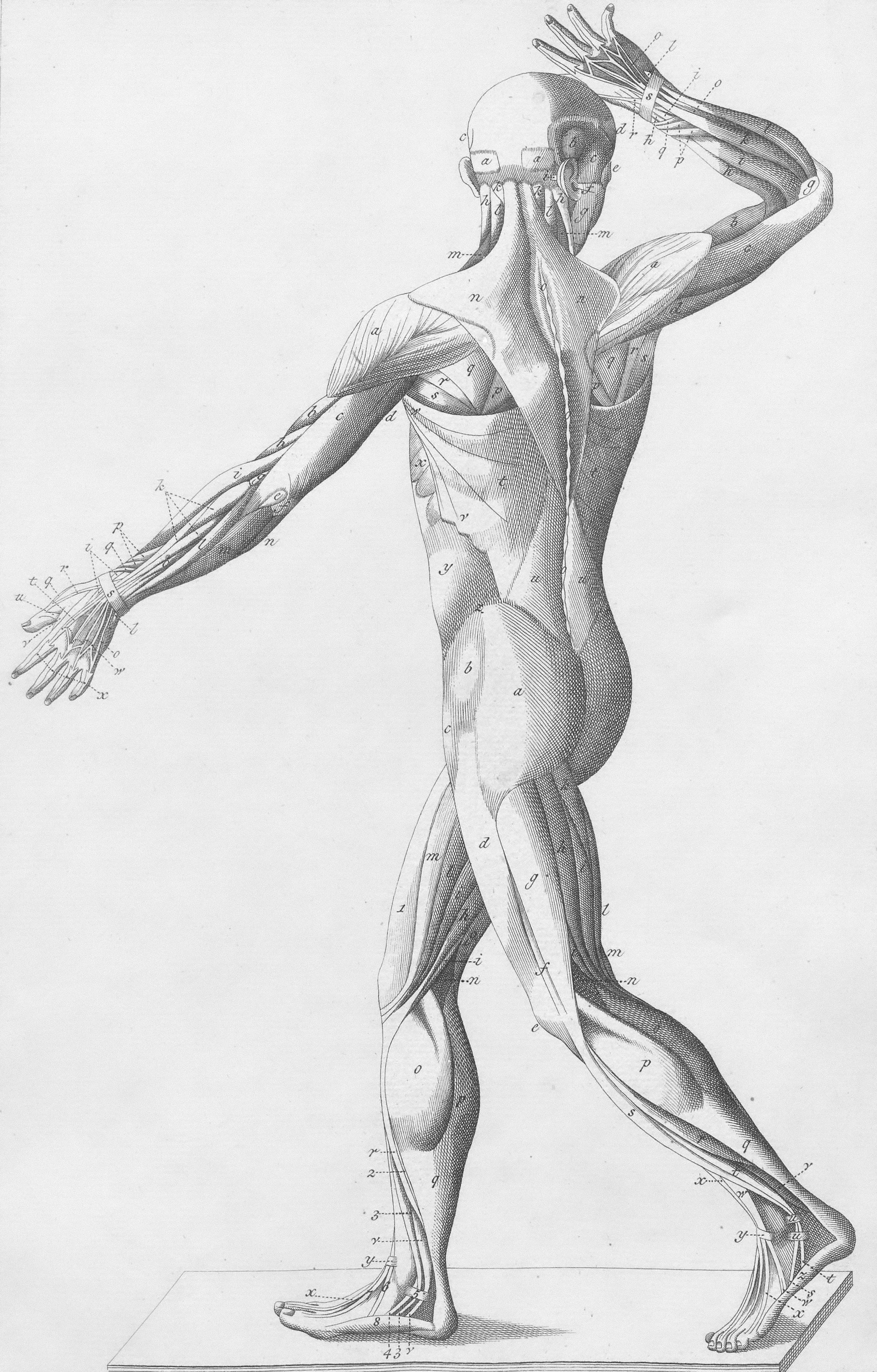Anatomy of the human muscles, seen from behind